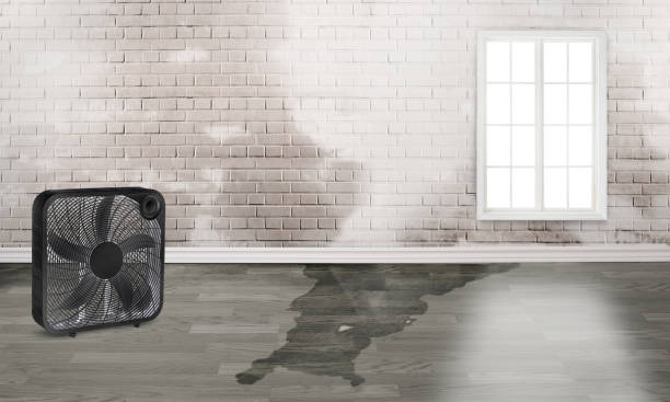 Best Ceiling water damage repair  in Auburndale, FL
